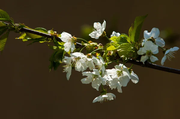Jaro Květu Jabloní Květiny Apple Bílé Květy Kvetoucí Strom Zblízka — Stock fotografie
