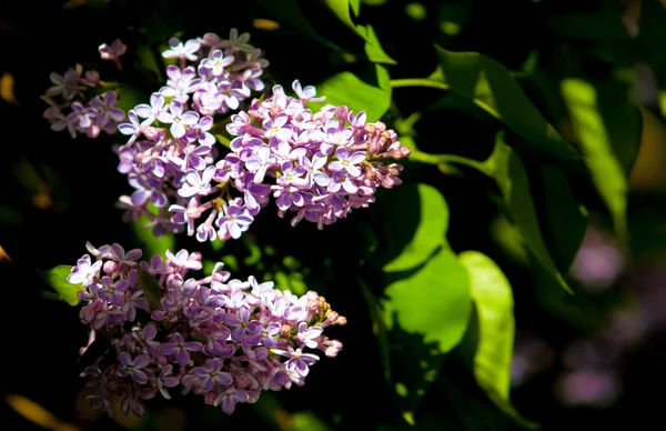 Lilac Lilacs Bloomed Early Spring Fragrant Smell Lilac Flowers — Stock Photo, Image