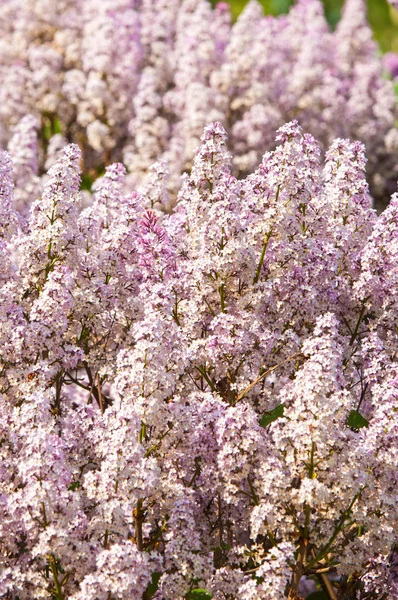 緑の草にタンポポ 美しい春のパノラマはタンポポの草原で撮影 空の背景にタンポポのフィールド — ストック写真