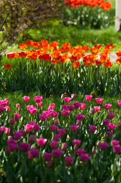 Tulpaner Lökig Vårblommande Växt Liljekonvalj Med Djärvt Färgade Koppformade Blommor — Stockfoto