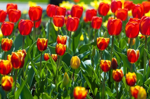 Tulip Bulbous Spring Flowering Plant Lily Family Boldly Colored Cup — Stock Photo, Image