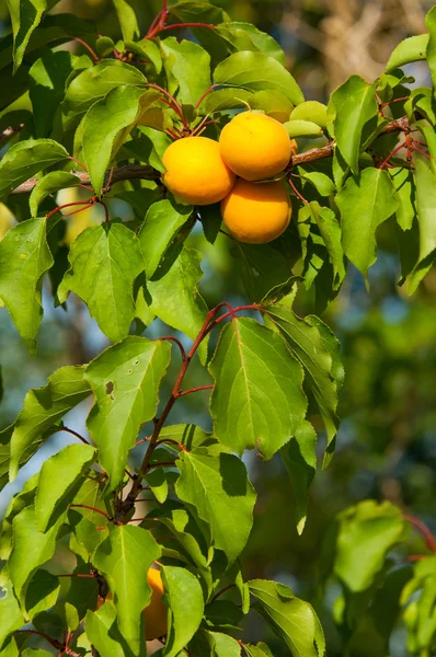 Aprikose. eine saftige, weiche Frucht, die einem kleinen Pfirsich ähnelt, von orange-gelber Farbe — Stockfoto