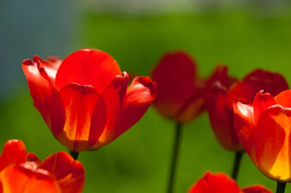 Tulips Bulbous Spring Flowering Plant Lily Family Boldly Colored Cup — Stock Photo, Image