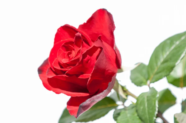 Rosenblüte Rosa Rosa — Stockfoto