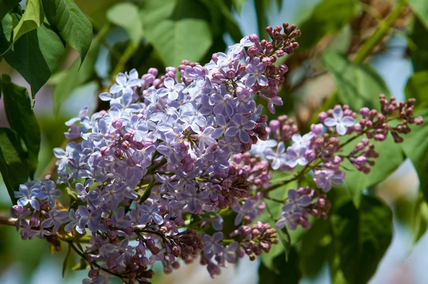 Fleurs Lilas Grand Arbuste Jardin Aux Fleurs Violettes Blanches Parfumées — Photo