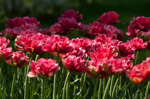 Tulips Bulbous Spring Flowering Plant Lily Family Boldly Colored Cup — Stock Photo, Image