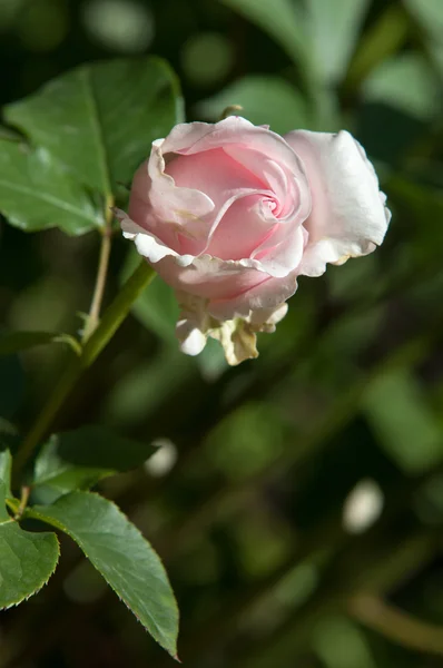 Rosa Cespuglio Spinoso Arbusto Che Porta Tipicamente Fiori Profumati Rossi — Foto Stock