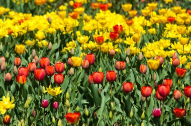 Laleler. Zambak familyasının soğan çiçekli bir bitkisi. Cesurca renklendirilmiş fincan şeklinde çiçekleri var..