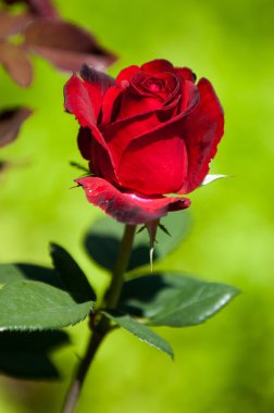 yükseldi. bir dikenli çalı veya genellikle kırmızı, pembe, sarı veya beyaz güzel kokulu çiçekler, Kuzey ılıman bölgelere yerli ayılar çalı.