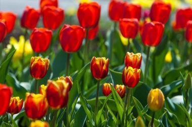 lale. lily ailesinin Kupası şeklindeki cesaretle renkli çiçeklerle soğanlı bir bahar-çiçekli bitki.