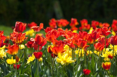 Laleler. Zambak familyasının soğan çiçekli bir bitkisi. Cesurca renklendirilmiş fincan şeklinde çiçekleri var..