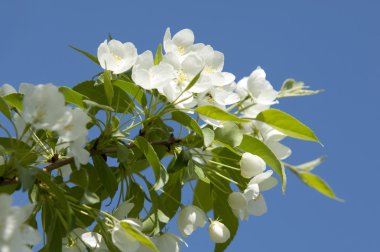 elma ağacı çiçek. bahar bahçe - çiçeklenme tree. Blossom elma ağacı. güzel elma ağaçlarının çiçeklenme ilkbahar parkında mavi gökyüzü üzerinde