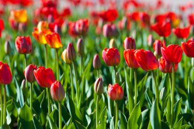 Laleler. Zambak familyasının soğan çiçekli bir bitkisi. Cesurca renklendirilmiş fincan şeklinde çiçekleri var..