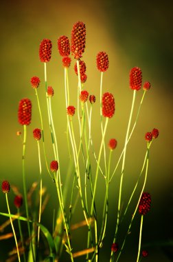 Çayırdüğmesi officinalis. büyük burnet. 