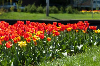 Laleler. Zambak familyasının soğan çiçekli bir bitkisi. Cesurca renklendirilmiş fincan şeklinde çiçekleri var..