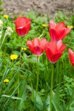 Laleler. Zambak familyasının soğan çiçekli bir bitkisi. Cesurca renklendirilmiş fincan şeklinde çiçekleri var..