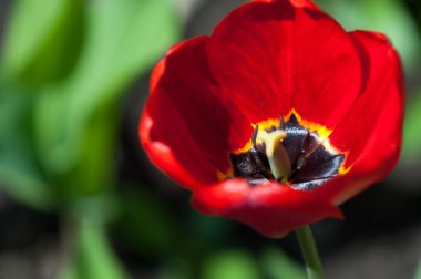 Laleler. Zambak familyasının soğan çiçekli bir bitkisi. Cesurca renklendirilmiş fincan şeklinde çiçekleri var..
