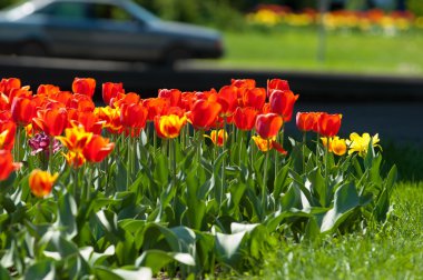 Laleler. Zambak familyasının soğan çiçekli bir bitkisi. Cesurca renklendirilmiş fincan şeklinde çiçekleri var..