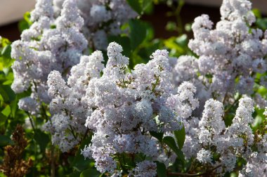 Eflatun çiçekler. Mor ya da beyaz güzel kokulu çiçekler ile büyük bahçe Funda.
