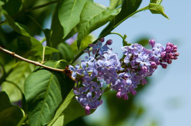 Eflatun çiçekler. Mor ya da beyaz güzel kokulu çiçekler ile büyük bahçe Funda.