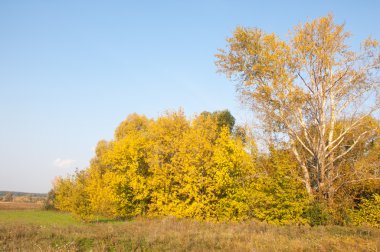 Sonbahar, Güz, yaprak sonbahar, sonbahar yaprak. yaprakları ve otelde bitkileri ve meyve toplandık yılın üçüncü sezon sonbahar
