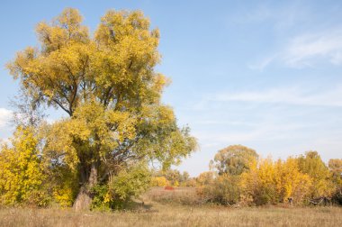 Sonbahar, Güz, yaprak sonbahar, sonbahar yaprak. yaprakları ve otelde bitkileri ve meyve toplandık yılın üçüncü sezon sonbahar