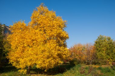 Sonbahar, Güz, yaprak sonbahar, sonbahar yaprak. üçüncü sezon yıl, ne zaman bitkileri ve meyve toplandık ve yaprakları düşer, Eylül-Kasım Kuzey yarımkürede ve Mayıs Mart Güney yarımkürede.