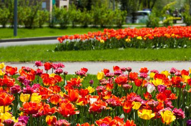 Laleler. Zambak familyasının soğan çiçekli bir bitkisi. Cesurca renklendirilmiş fincan şeklinde çiçekleri var..