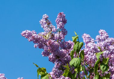 Eflatun çiçekler. Parkta Swallowtail Kelebek (machaon) fotoğraf çekildi
