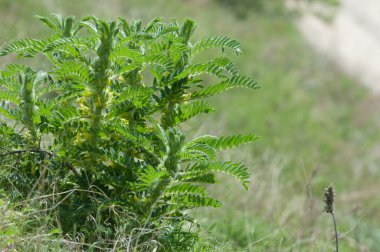 Astragalus. milkvetch. keçi-thorn. sarmaşık gibi. astragalus sieversianus. Kazakistan. Tien Shan. Trans-Ili Alatau