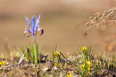  Iris pumila. Tanrıların habercisi olarak hareket gökkuşağı tanrıçası.
