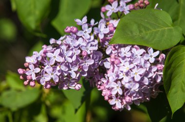 Eflatun çiçekler. Mor ya da beyaz güzel kokulu çiçekler ile büyük bahçe Funda.