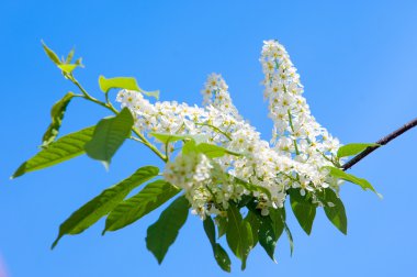 Kuş kiraz çiçekleri. kuş-kiraz ağacı