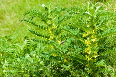 Astragalus. milkvetch. keçi-thorn. sarmaşık gibi. astragalus sieversianus. Kazakistan. Tien Shan. Trans-Ili Alatau