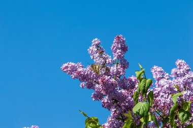 Eflatun çiçekler. Parkta Swallowtail Kelebek (machaon) fotoğraf çekildi