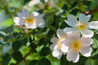 köpek-gül, briar, brier, pamukçuk-gül, eglantine. Gül çiçek. Gül çiçek dağlarda fotoğrafı