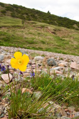 Sarı haşhaş. gösterişli çiçekler, sütlü sap ve Yuvarlak tohum kapsülleri ile otsu bir bitki. Birçok haşhaş alkoloidler içeren ve morfin ve kodein gibi ilaçlar kaynağıdır.