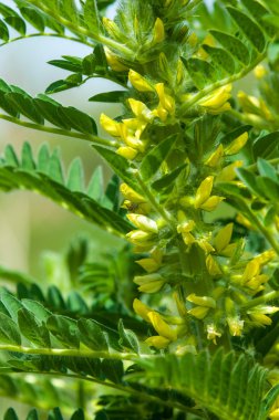 Astragalus. milkvetch. keçi-thorn. sarmaşık gibi. astragalus sieversianus. Kazakistan. Tien Shan. Trans-Ili Alatau