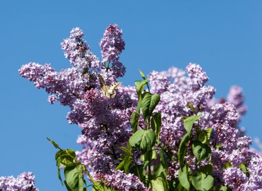 Eflatun çiçekler. Parkta Swallowtail Kelebek (machaon) fotoğraf çekildi
