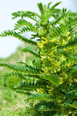 Astragalus. milkvetch. keçi-thorn. sarmaşık gibi. astragalus sieversianus. Kazakistan. Tien Shan. Trans-Ili Alatau