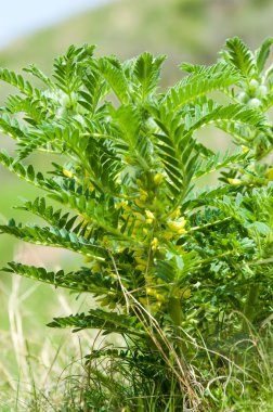 Astragalus. milkvetch. keçi-thorn. sarmaşık gibi. astragalus sieversianus. Kazakistan. Tien Shan. Trans-Ili Alatau