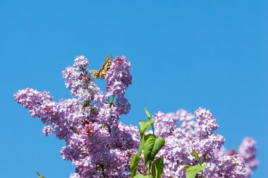 Eflatun çiçekler. Parkta Swallowtail Kelebek (machaon) fotoğraf çekildi