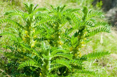 Astragalus. milkvetch. keçi-thorn. sarmaşık gibi. astragalus sieversianus. Kazakistan. Tien Shan. Trans-Ili Alatau