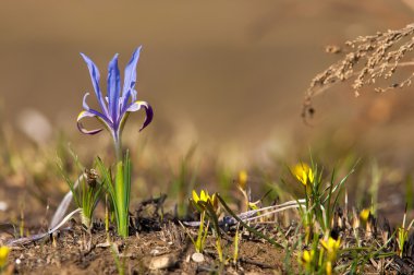 kardelen. geç kış aylarında beyaz sarkık çiçek taşıyan yaygın ekili soğanlı Avrupa bitki. 