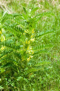 Astragalus. milkvetch. keçi-thorn. sarmaşık gibi. astragalus sieversianus. Kazakistan. Tien Shan. Trans-Ili Alatau