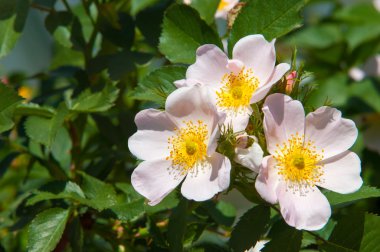 köpek-gül, briar, brier, pamukçuk-gül, eglantine. Gül çiçek. Gül çiçek dağlarda fotoğrafı