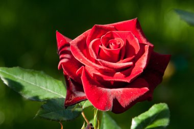 yükseldi. bir dikenli çalı veya genellikle kırmızı, pembe, sarı veya beyaz güzel kokulu çiçekler, Kuzey ılıman bölgelere yerli ayılar çalı.