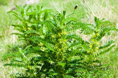 Astragalus. milkvetch. keçi-thorn. sarmaşık gibi. astragalus elek