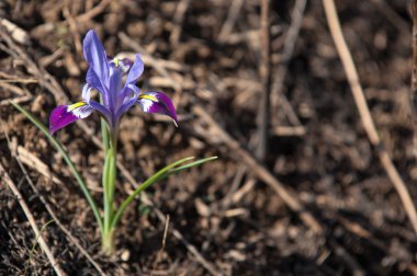 kardelen. geç kış aylarında beyaz sarkık çiçek taşıyan yaygın ekili soğanlı Avrupa bitki. 
