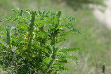 Astragalus. milkvetch. keçi-thorn. sarmaşık gibi. astragalus sieversianus. Kazakistan. Tien Shan. Trans-Ili Alatau
